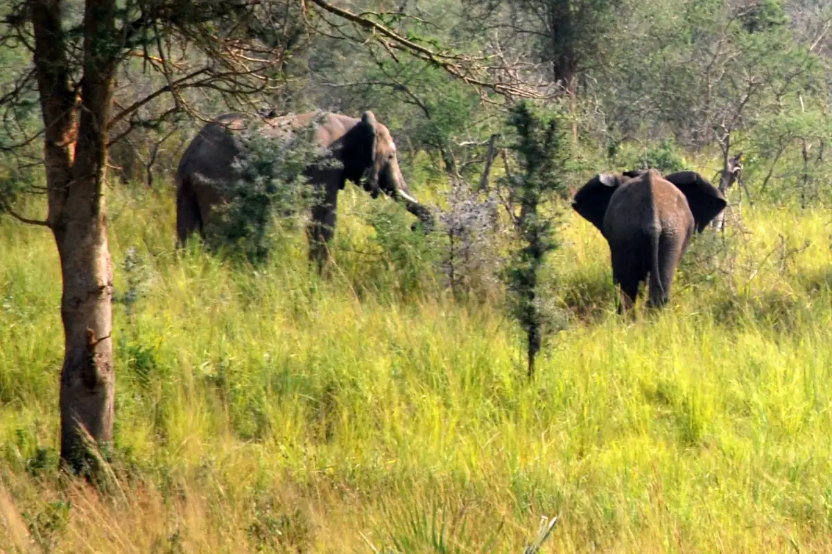 Wildlife safari to Murchison Falls National Park